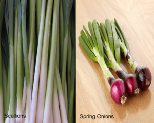 scallions onions