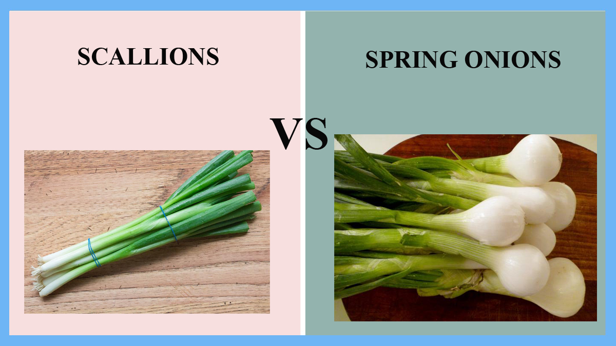 Scallion vs spring onion