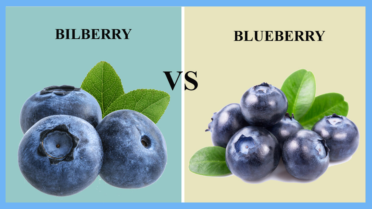 Blueberry или Bilberry. Bilberry vs Blueberry. Черника на англ. Blueberry перевести на русский.
