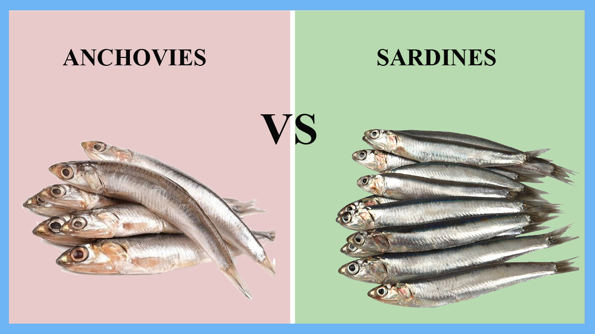 Anchovies vs Sardines
